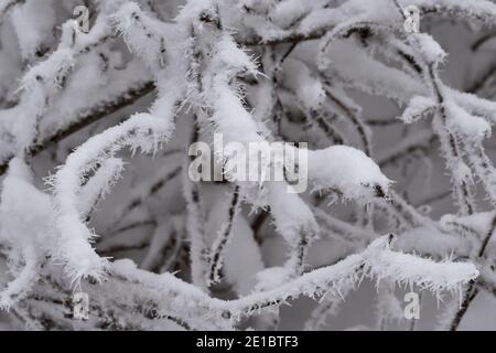 Close-up of wind shaped sharp rime ice on snow covered conifer tree branches during cold winter day. Stock Photo