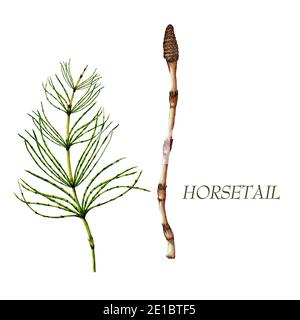Hand drawn isolated illustration of horsetail plant