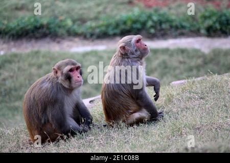 cute monkey lives in a natural forest, Funny monkey Stock Photo