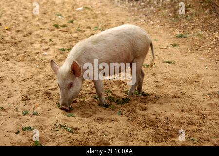Cute pig eating excrement in village, selective focus Stock Photo