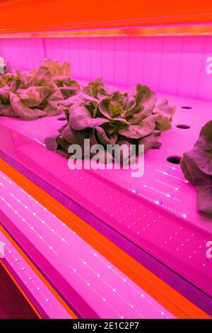 Special LED lights shine on lettuce in aquaponics system combining fish ...
