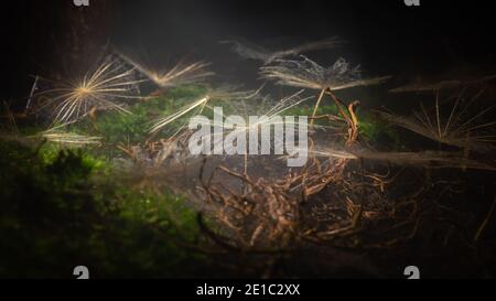 Mystical close-up scene of dandelion seeds in the mist lit by a beam of soft light. Stock Photo