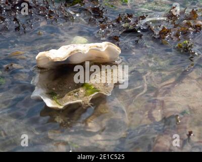 beautiful oyster shell filled with sand in the sea Stock Photo