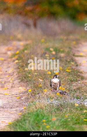 A Peregrine Falcon (Falco peregrinus) standing over its prey in the middle of a two track road. Stock Photo