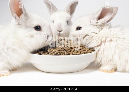 Three white little rabbits eat feed from a plate on a white background. Food for domestic and meat rabbits. Compound feed. Stock Photo