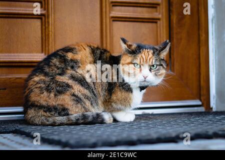 Angry expression of a house cat sitting on the table and doing a
