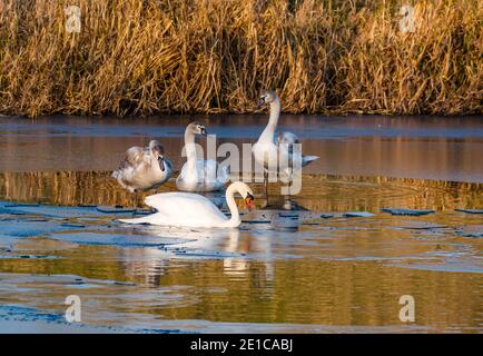 East Lothian, Scotland, United Kingdom, 6th January 2021. UK weather: Winter wildlife and fog. A sunny but very cold day A female mute swan, Cygnus olor, raises 3 cygnets who are now nearly 8 months old in a semi-frozen reservoir Stock Photo