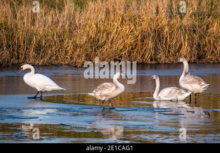East Lothian, Scotland, United Kingdom, 6th January 2020. UK weather: Winter wildlife and fog. A sunny but very cold day. A female swan raises 3 cygnets who are now nearly 8 months old in a semi-frozen reservoir Stock Photo