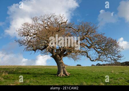 leafless old oak tree on a sunny winter day Stock Photo