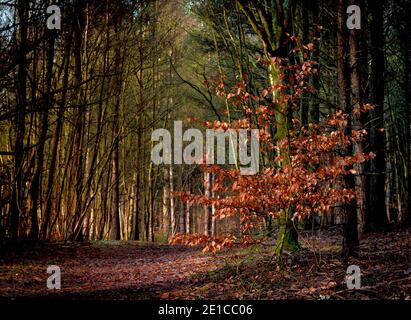 Lone autumnal tree in a uk woodland scene. Blidworth woods, Nottingham,England,UK Stock Photo