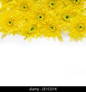 square backdrop  backdrop  of spring time yellow chrysanthemum flowers .  on a white background  shot for copy-space  for the use of  cards posters he Stock Photo