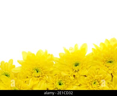 spring time easter border of vibrant yellow chrysanthemum.  on a white background  shot for copy-space  for the use of  cards posters header and event Stock Photo