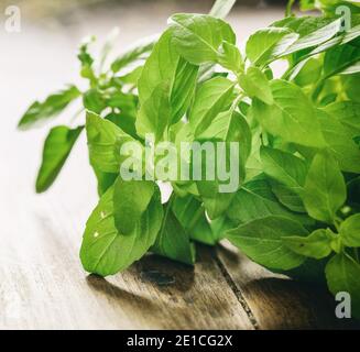 Fresh basil plant leaves on wooden background, closeup view. Ocimum basilicum also called great basil, is a culinary herb, used for cooking in the kit Stock Photo