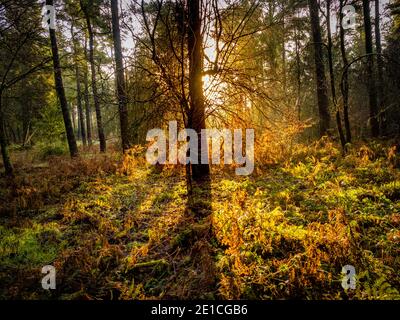 Sunlight streaming through the trees at Dalby Forest, in North Yorkshire, UK. Stock Photo