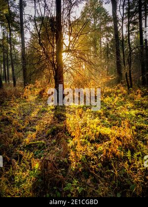 Sunlight streaming through the trees at Dalby Forest, in North Yorkshire, UK. Stock Photo