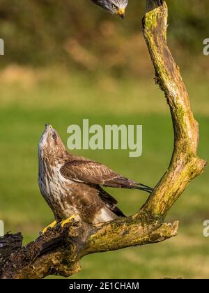 A common buzzard being mobbed by a red kite in mid Wales Stock Photo