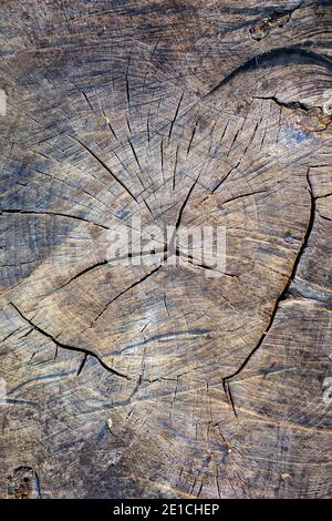 Rough old tree stump with rings, cracks and wood grain. Flat lay wooden background. Stock Photo