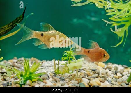 The rosy barb (Pethia conchonius) is a subtropical freshwater cyprinid fish found in southern Asia from Afghanistan to Bangladesh. Stock Photo