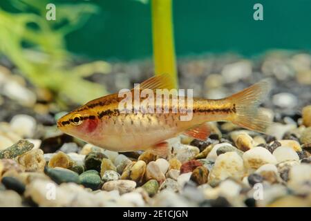 The cherry barb (Puntius titteya) is a tropical freshwater fish belonging to the family Cyprinidae. Stock Photo