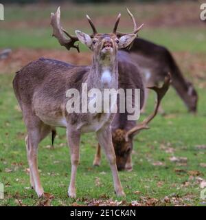 Duelmen, Muensterland, Germany. 06th Jan, 2021. A buck (male) responds to aother nearby male's call. With temperatures hovering around freezing, the herd of fallow deer (dama dama) huddle more closely together whilst foraging for food on grassland and in the nearby woods. Credit: Imageplotter/Alamy Live News Stock Photo
