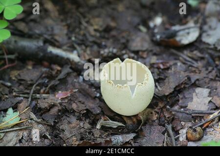 Tarzetta catinus, also called Galactinia pustulata or Peziza pustulata, commonly known as Greater Toothed Cup fungus, wild mushroom from Finlnad Stock Photo