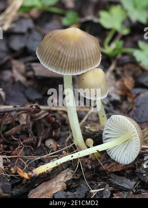 Mycena viscosa  or Mycena epipterygia var. viscosa, known as slimy yellowleg bonnet, wild mushroom from Finland Stock Photo