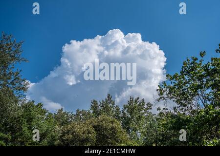 Large white cloud expanding over the trees against the vibrant blue sky on a sunny day in summer Stock Photo