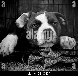 Black and white photo of a cute american bulldog puppy looking out of her crate. Stock Photo