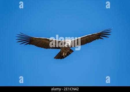 Andean condor (Vultur gryphus) flying over Colca Canyon, from Cross of the Condor Overlook, Arequipa, Peru Stock Photo