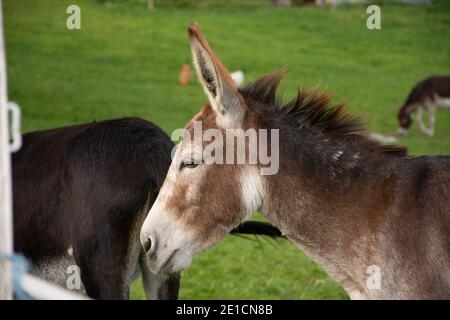 Donkeys in a field on a farm Stock Photo