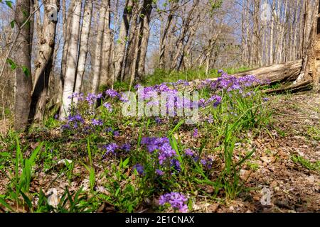 Purple spring wildflowers blooming in southeast Ohio at Cooper Hollow State Park near Jackson, Ohio. Stock Photo