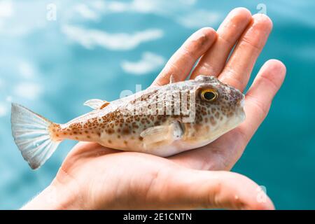 Poisonous Fugu fish is lying on the palm of the hand close-up, the Gulf of Thailand. Stock Photo