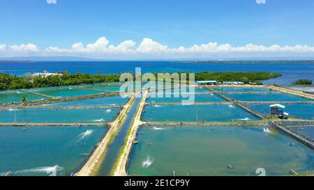 Aerial view of the prawn farm with aerator pump. Bohol, Philippines. Ponds for shrimp farming. Stock Photo