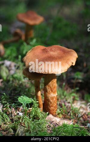Cortinarius rubellus, known as the deadly webcap, wild poisonous mushroom from Finland Stock Photo