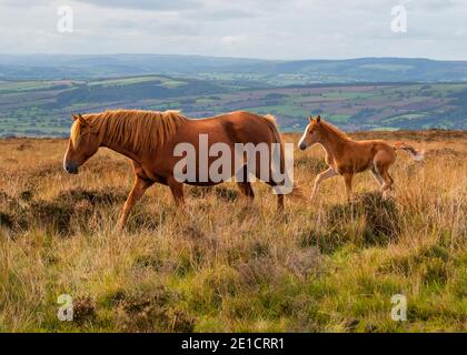 Newly born foal explores the world with it's mother on Brown Clee, the highest hill in Shropshire. Stock Photo