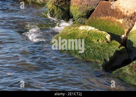 green algae growing on beach rocks at the water edge Stock Photo