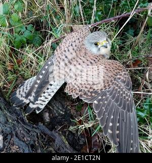 Injured Common kestrel Falco tinnunculus  possibly suffering from   avian flu taking refuge on the ground in the Cheshire countryside England Stock Photo
