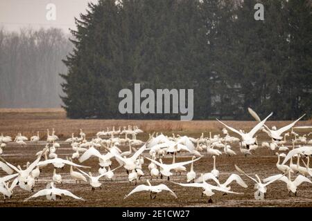 Tundra swans accumulating on a farmers field during winter migrations  Stock Photo