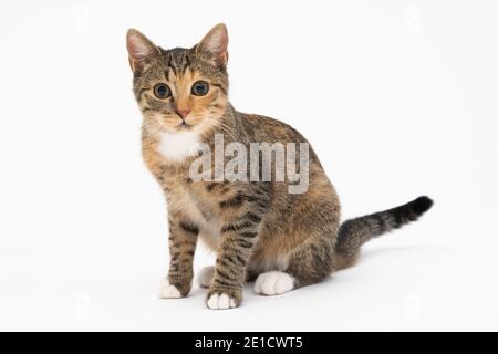 The female cat sits on a white background in the sphinx position and looks carefully, wide-eyed straight at the camera. The cat has protruding ears and a brown-black color. Stock Photo