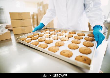 Closeup of employee holding fresh made cookies in food factory. Stock Photo