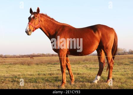 Beautiful kisberi felver horse grazing on the hungarian puszta at sunset golden hour Stock Photo