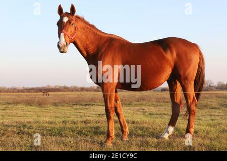 Beautiful kisberi felver horse grazing on the hungarian puszta at sunset golden hour Stock Photo