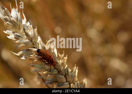 Common Red Soldier Beetles Mating on a Ripe Ear of Wheat in England Stock Photo