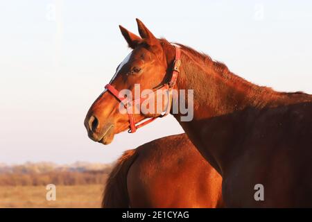 Beautiful kisberi felver horse grazing on the hungarian puszta at sunset golden hour Stock Photo