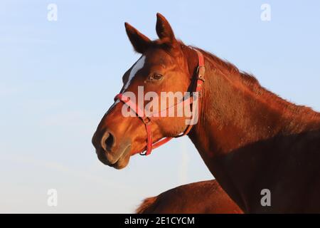 Beautiful kisberi felver horse grazing on the hungarian puszta at sunset golden hour Stock Photo