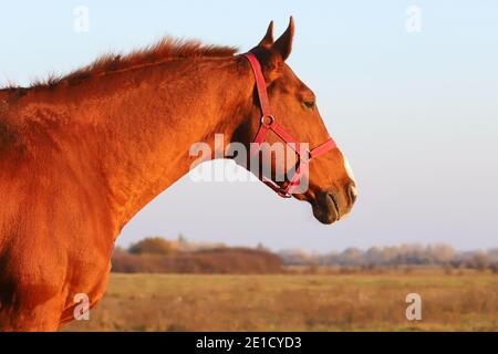 Beautiful kisberi felver horse grazing on the hungarian puszta at sunset golden hour Stock Photo