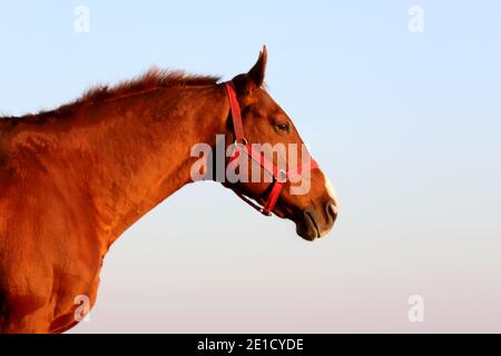 Beautiful kisberi felver horse grazing on the hungarian puszta at sunset golden hour Stock Photo