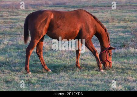 Beautiful kisberi felver horse grazing on the hungarian puszta at sunset golden hour Stock Photo