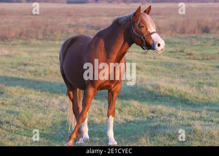 Beautiful kisberi felver horse grazing on the hungarian puszta at sunset golden hour Stock Photo