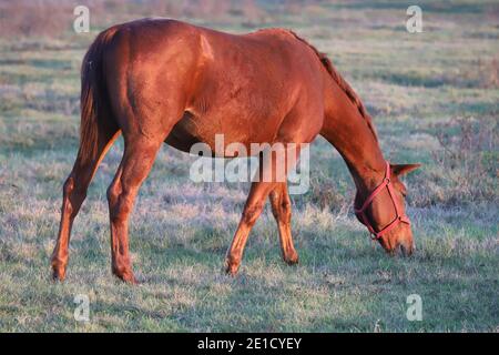 Beautiful kisberi felver horse grazing on the hungarian puszta at sunset golden hour Stock Photo